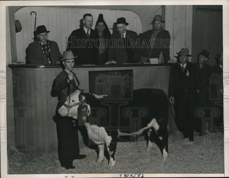 Load image into Gallery viewer, 1937 Press Photo American Royal Stock Show, Calves On Display for Auction
