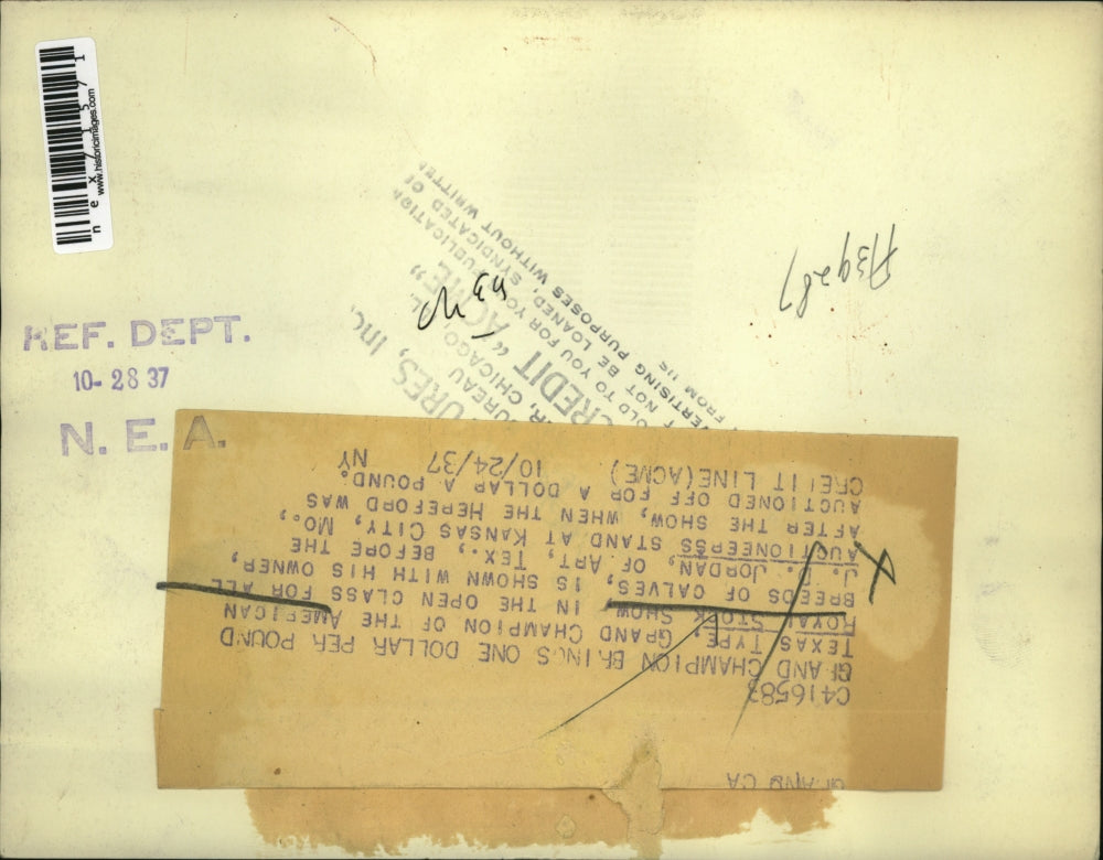 1937 Press Photo American Royal Stock Show, Calves On Display for Auction