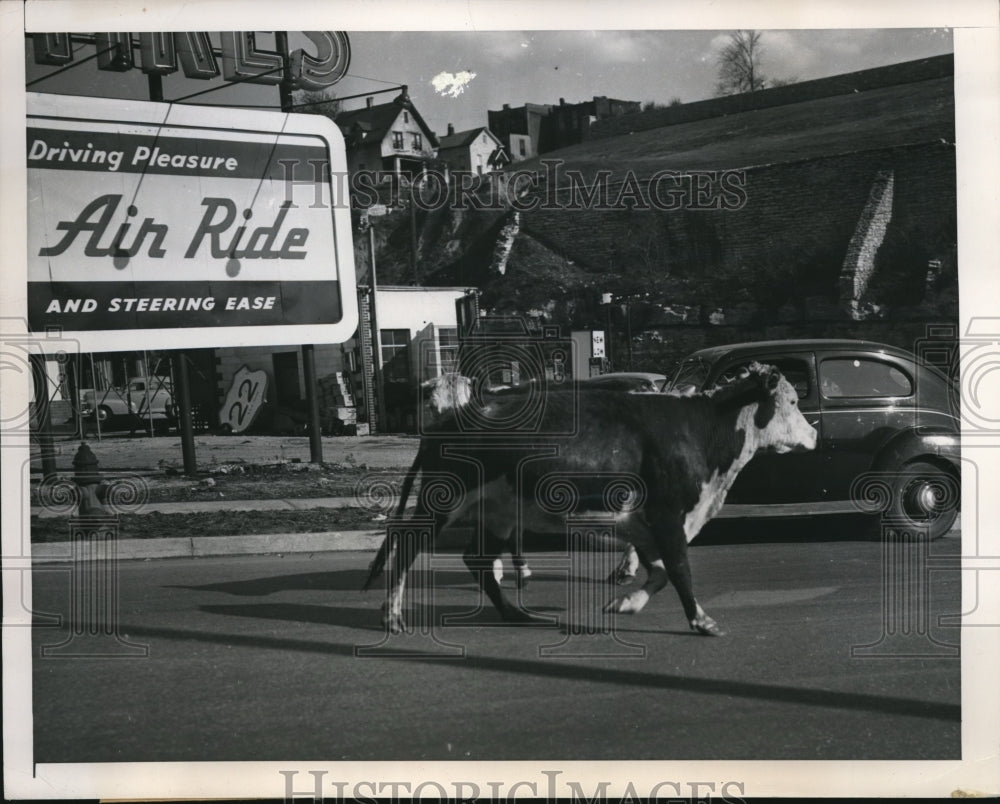 1949 Press Photo Two Hereford Cows Trotting Down Kansas City Streets