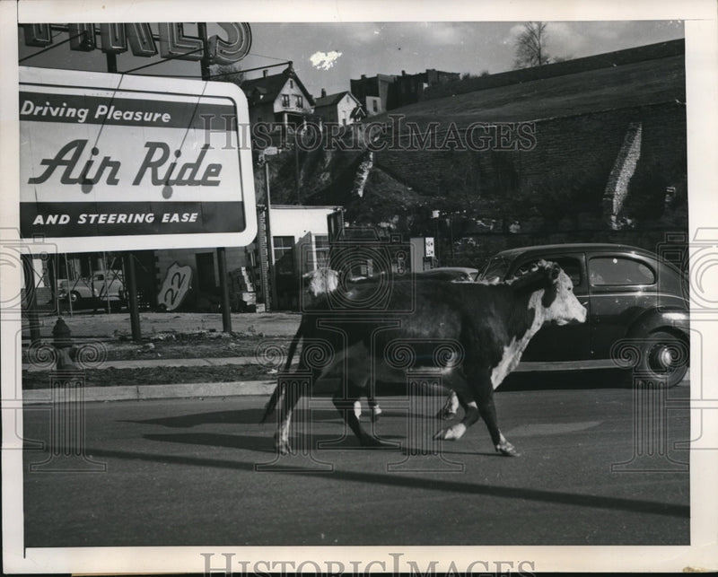 Load image into Gallery viewer, 1949 Press Photo Two Hereford Cows Trotting Down Kansas City Streets
