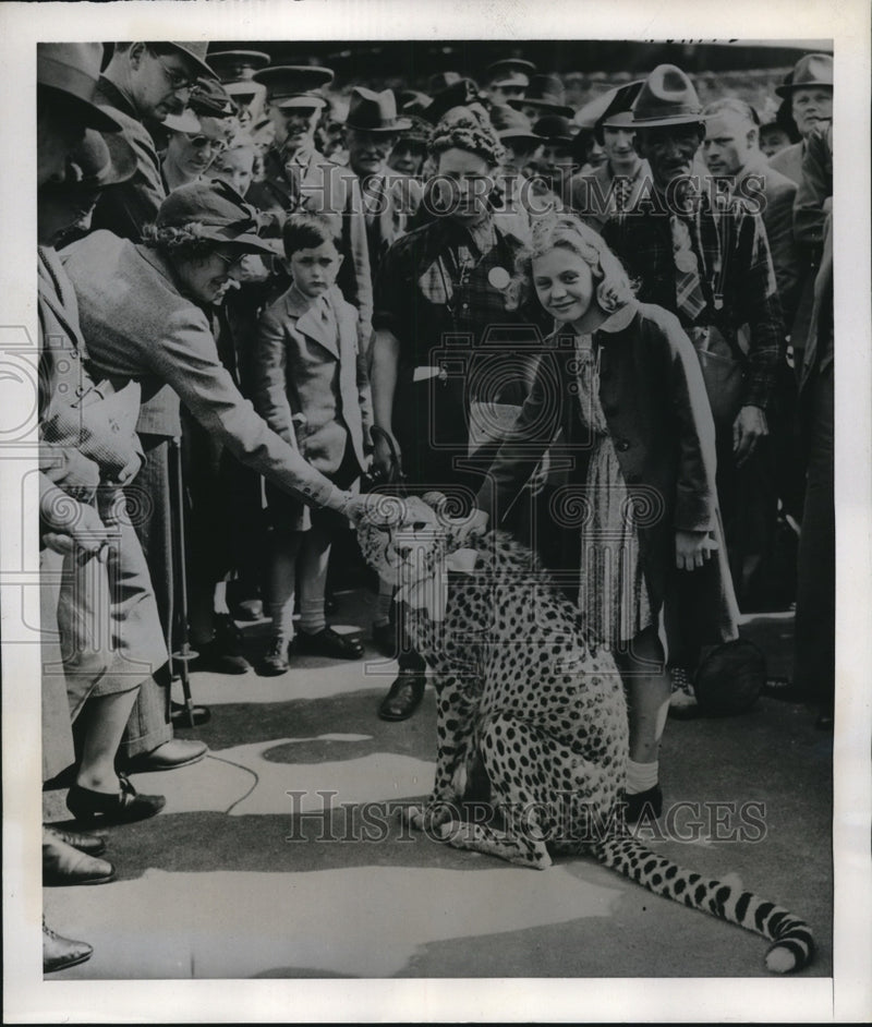 Load image into Gallery viewer, 1939 Press Photo Pongo, 1 of the 9 Cheetah who raced during the Aldershot Show
