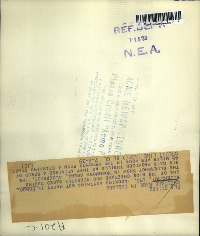 1939 Press Photo Pongo, 1 of the 9 Cheetah who raced during the Aldershot Show