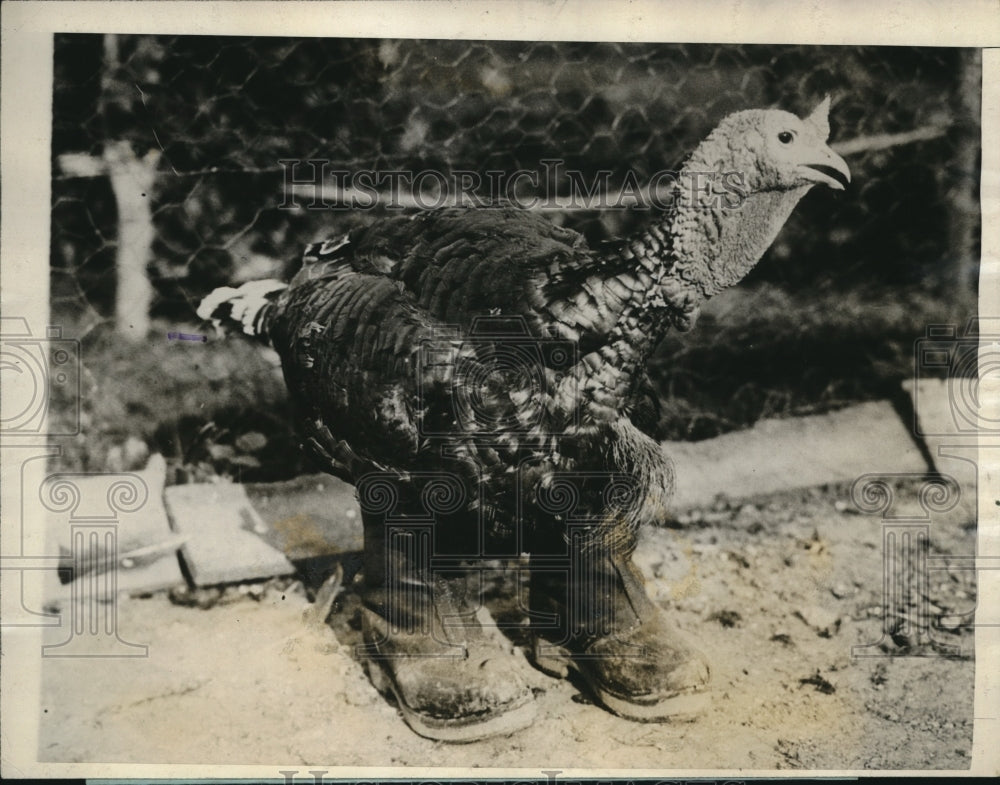 1927 Press Photo Mr. Gobbler in booths on a farm near London, England