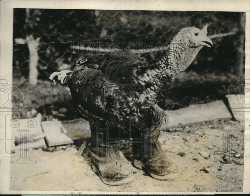 Load image into Gallery viewer, 1927 Press Photo Mr. Gobbler in booths on a farm near London, England
