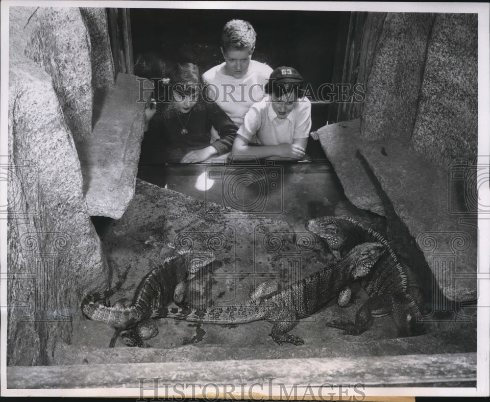 1950 Press Photo Jane Ridgwick, Bill Hinkle, Courtney Weldon, Cuban Iguanas