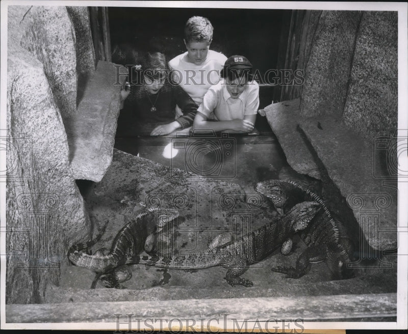 Load image into Gallery viewer, 1950 Press Photo Jane Ridgwick, Bill Hinkle, Courtney Weldon, Cuban Iguanas
