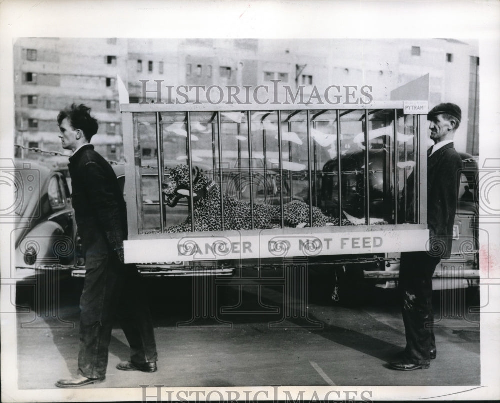 1956 Press Photo London England, Leopard mechanical for car seat company