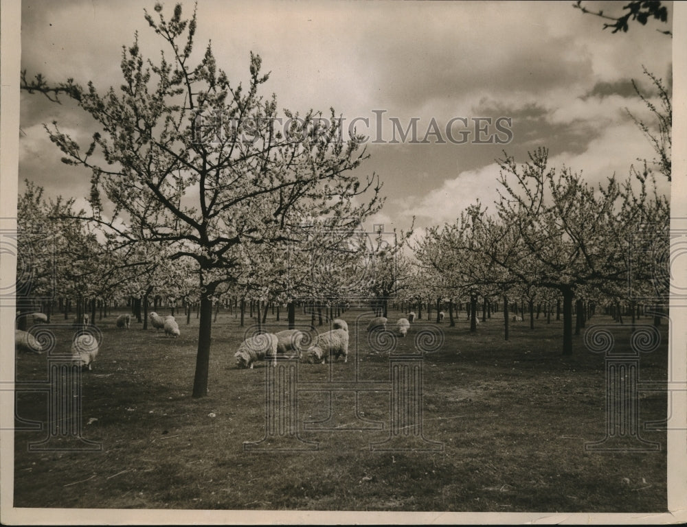 1929 Press Photo Cherry Gardens Round Sitingbourne, Kent