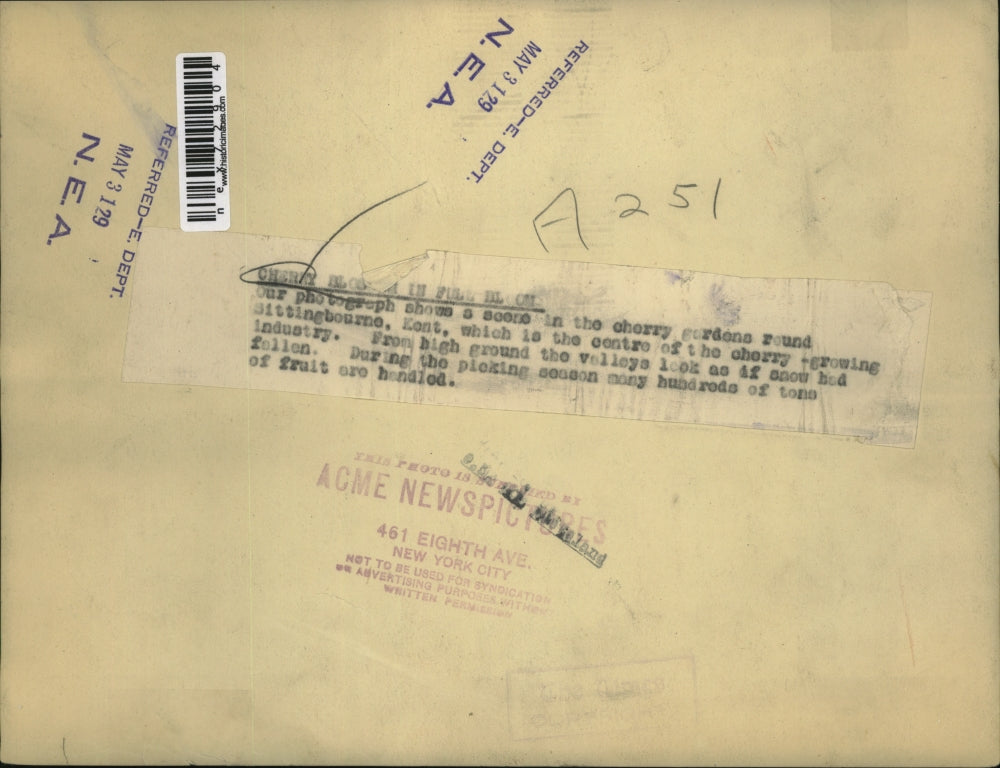 1929 Press Photo Cherry Gardens Round Sitingbourne, Kent