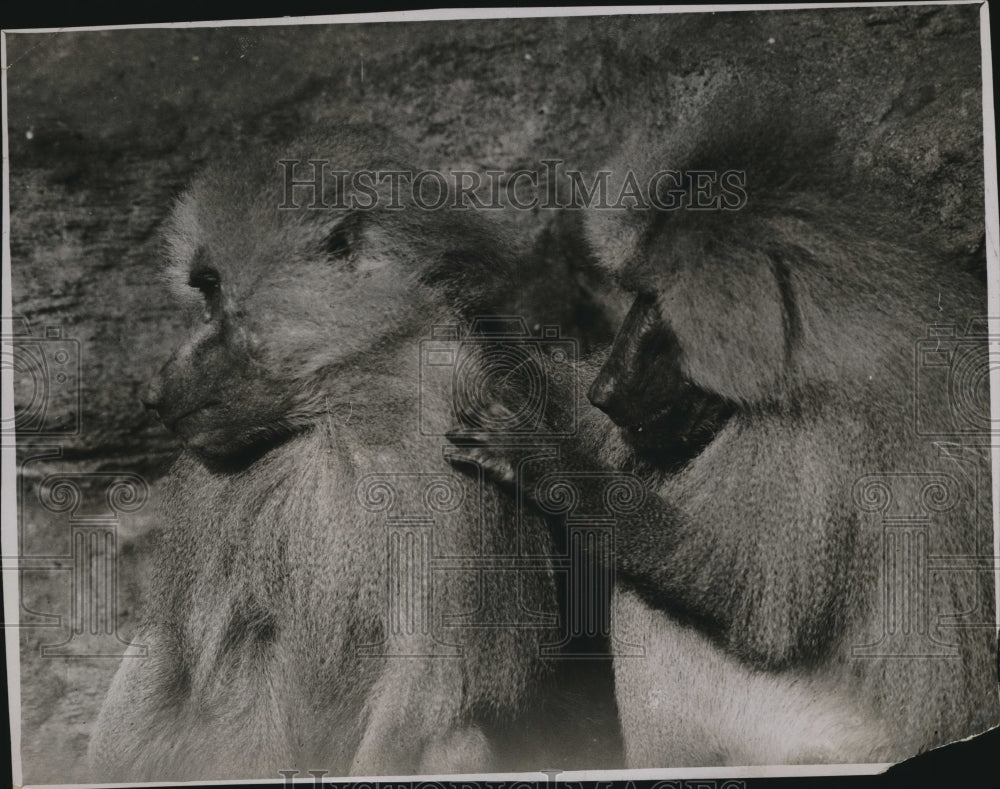 1930 Press Photo Two Baboons at the Lonon Zoological Gardens