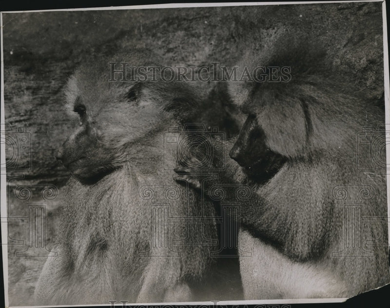 Load image into Gallery viewer, 1930 Press Photo Two Baboons at the Lonon Zoological Gardens

