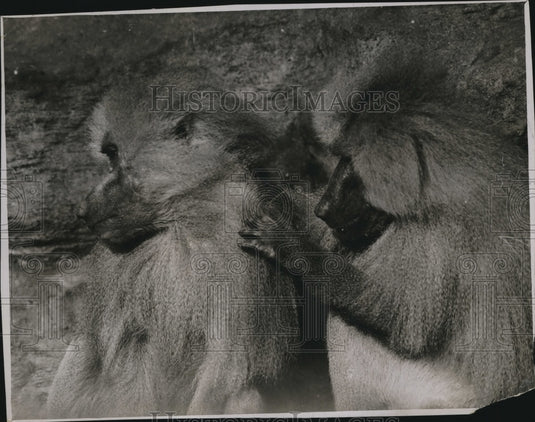 1930 Press Photo Two Baboons at the Lonon Zoological Gardens