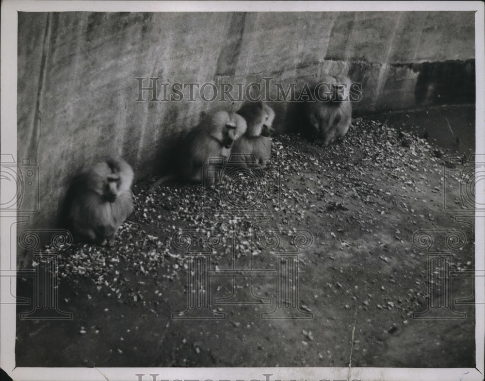 1930 Press Photo Baboons at the Zoological Gardens, Regent's Park