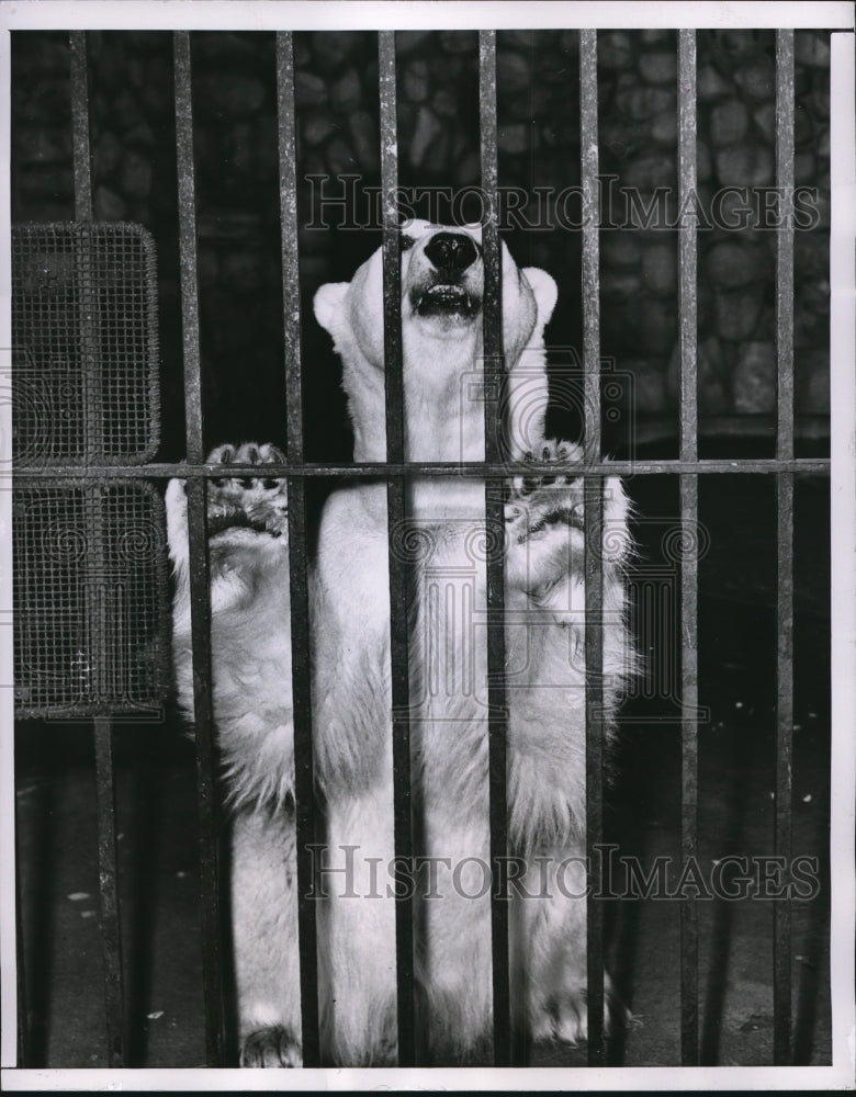 1953 Press Photo Bears Enjoy The 40 Degree Temperature At Lincoln Park Zoo