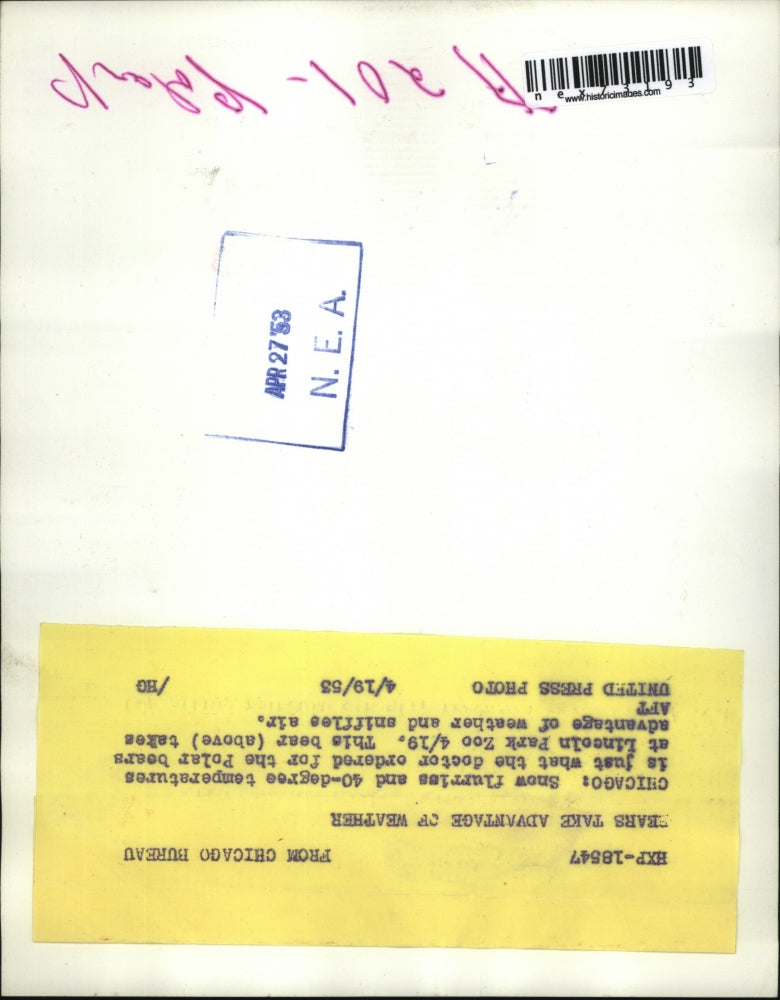 1953 Press Photo Bears Enjoy The 40 Degree Temperature At Lincoln Park Zoo