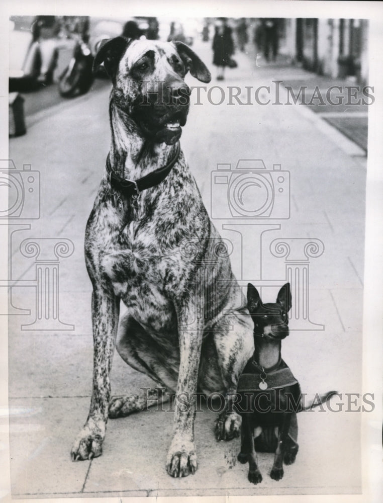 1952 Press Photo London Juno the Great Dane & Chica teh chihuahua