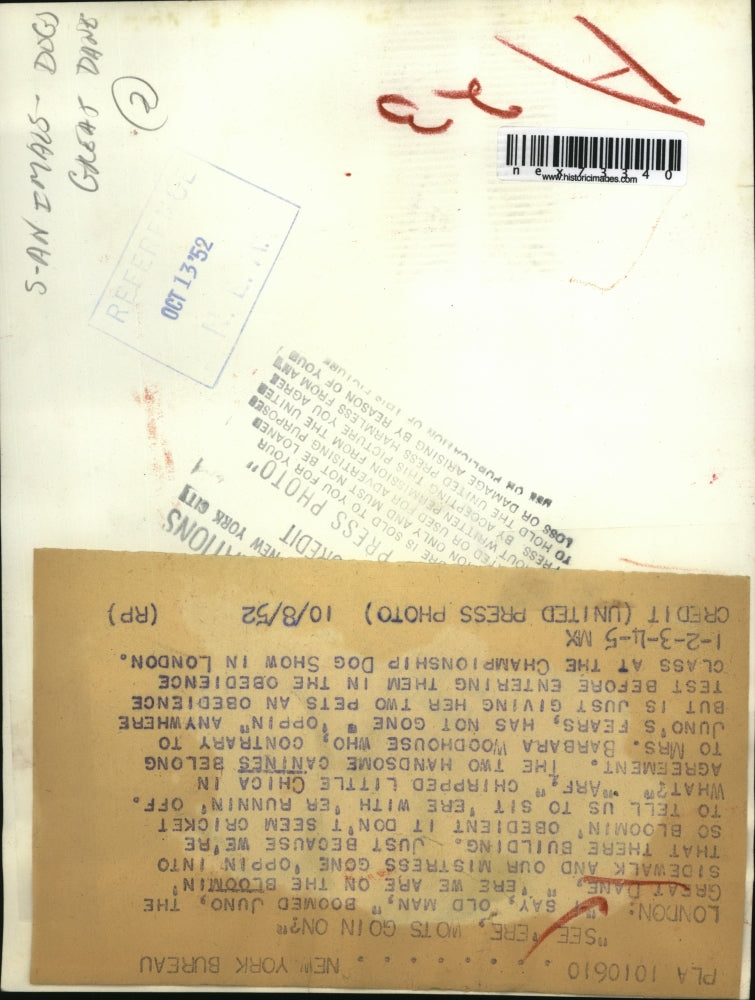 1952 Press Photo London Juno the Great Dane & Chica teh chihuahua