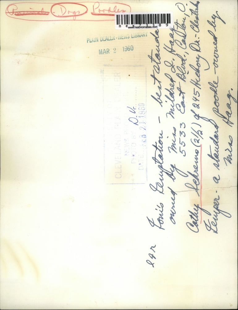 1960 Press Photo Cathy Schrems age 2 & two white poodles