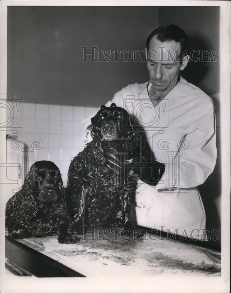 1950 Press Photo Alexandria Va William Marshall & dogs ar Animal hospital