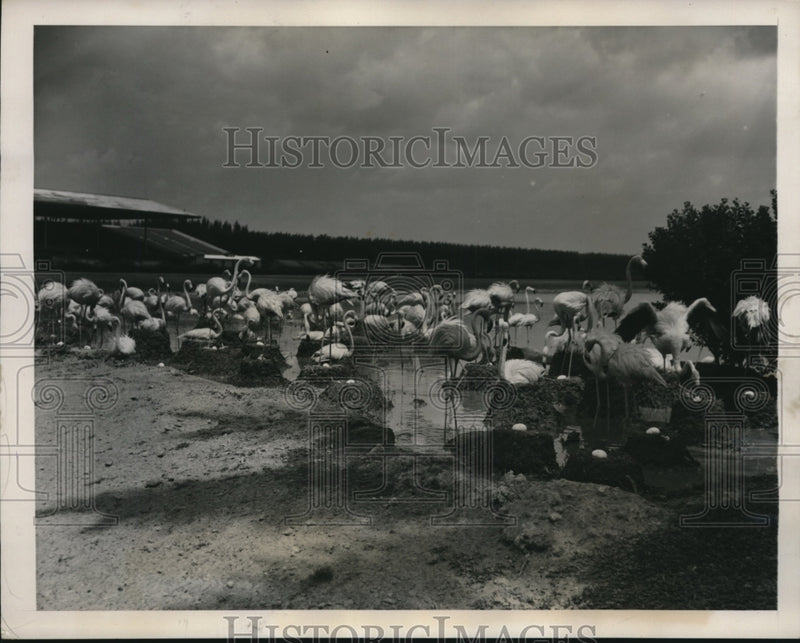 Load image into Gallery viewer, 1940 Press Photo Hialeah Park Florida, flamingo's nesting area
