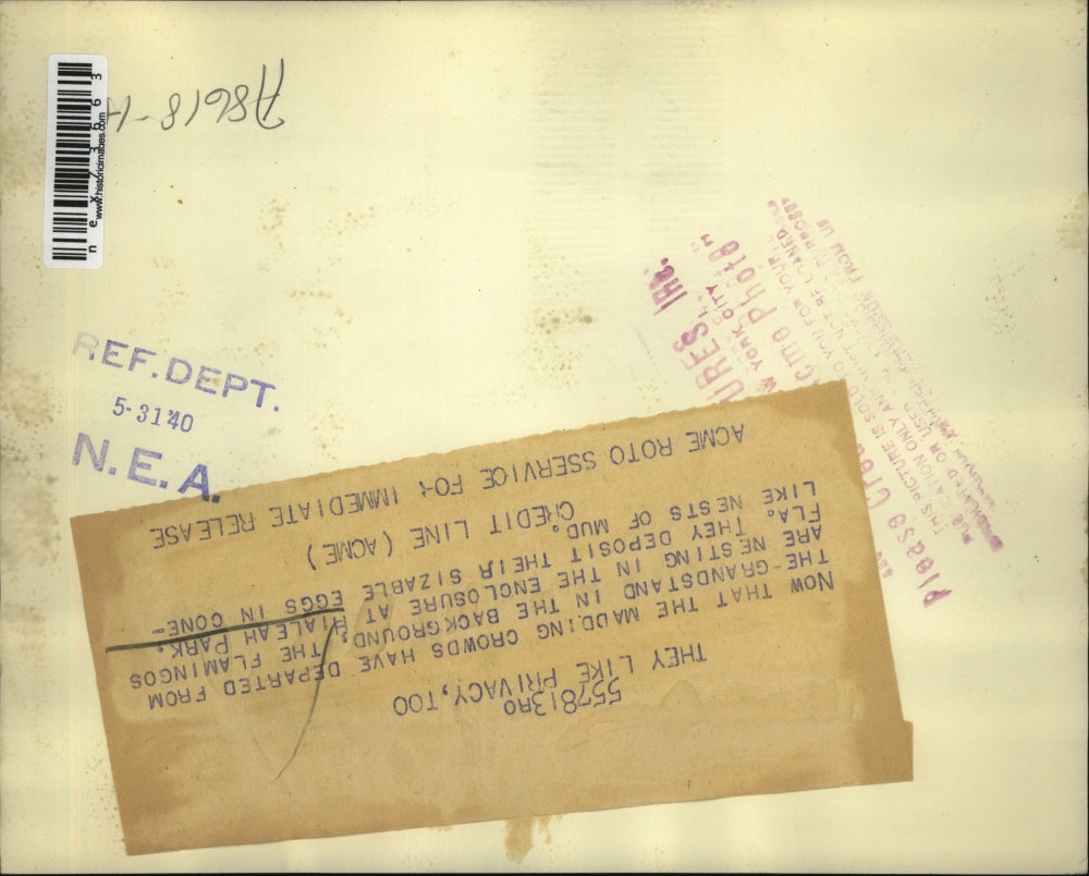 1940 Press Photo Hialeah Park Florida, flamingo's nesting area