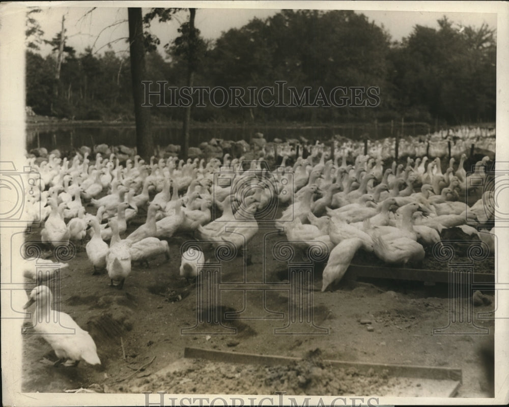 1926 Press Photo Weber Duck Inn farm in Wrentham Mass