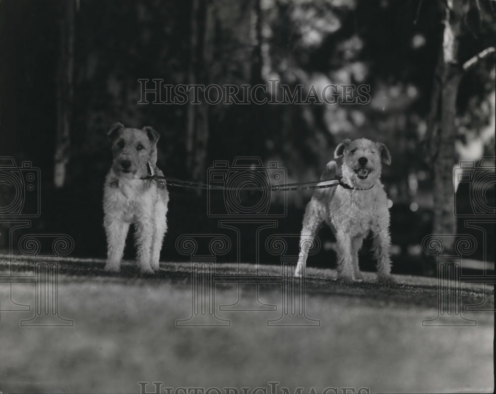 1937 Press Photo Edmund Lowe's two dogs age 11 and 1 out for walk