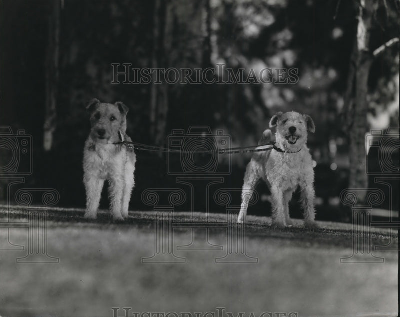 Load image into Gallery viewer, 1937 Press Photo Edmund Lowe's two dogs age 11 and 1 out for walk
