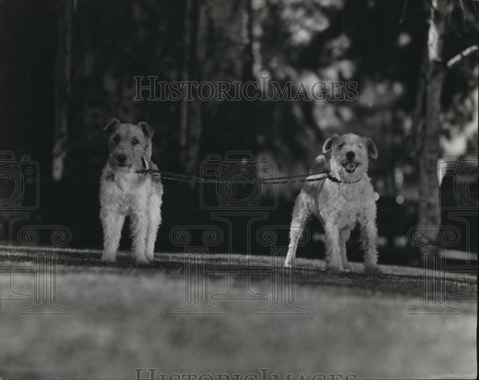 1937 Press Photo Edmund Lowe's two dogs age 11 and 1 out for walk
