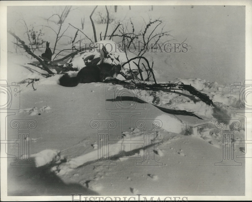 1932 Press Photo A red fox caught in a hunters trap
