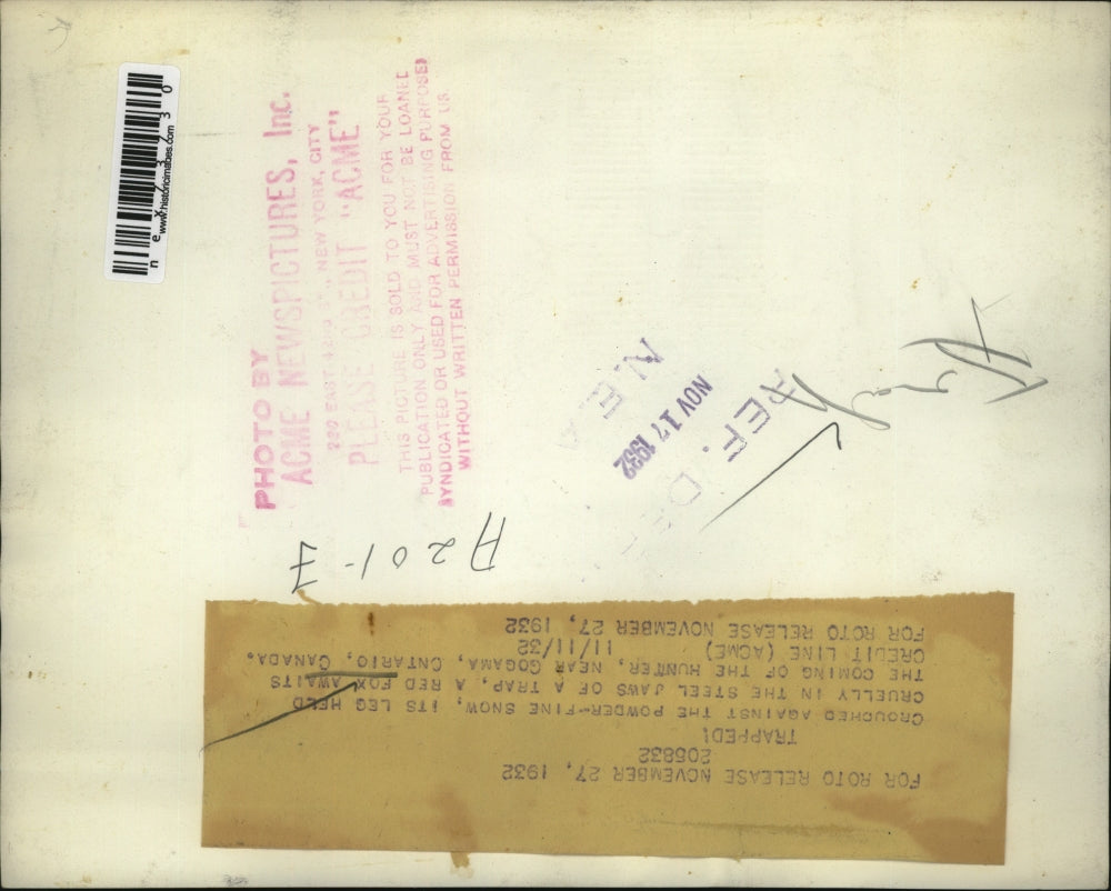 1932 Press Photo A red fox caught in a hunters trap