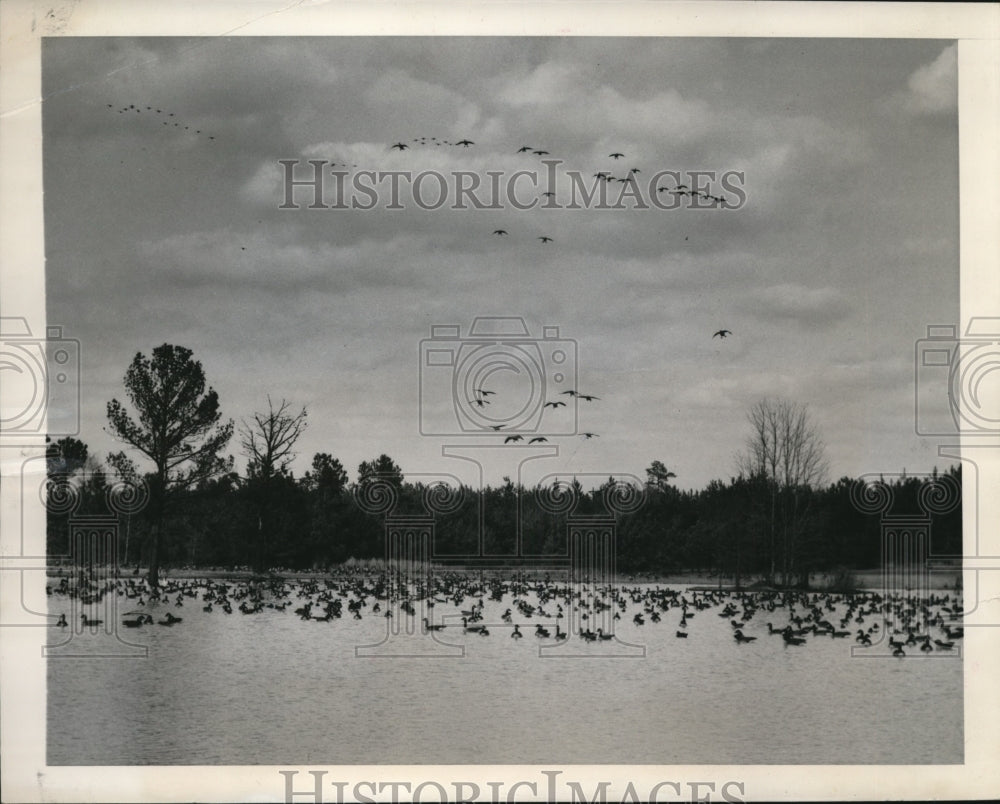 1949 Press Photo Ansonville NC geese on alake in migration to Canada