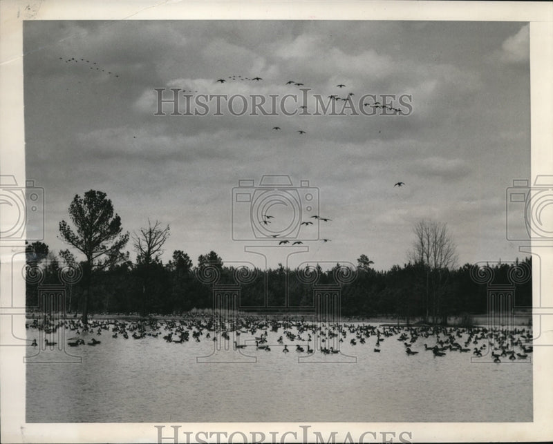 Load image into Gallery viewer, 1949 Press Photo Ansonville NC geese on alake in migration to Canada
