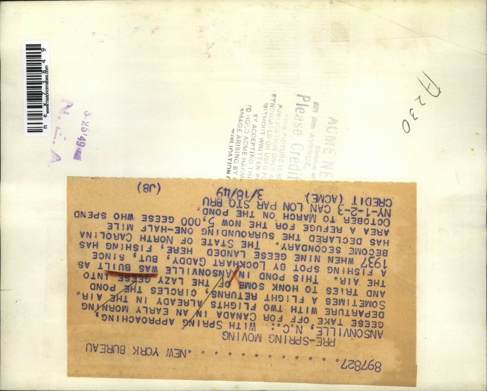 1949 Press Photo Ansonville NC geese on alake in migration to Canada