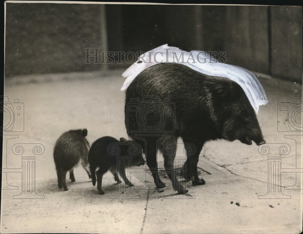 1928 Press Photo Two baby Peccaries were recently born at the Zoological Gardens