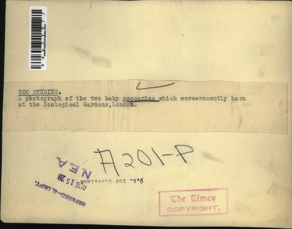 1928 Press Photo Two baby Peccaries were recently born at the Zoological Gardens