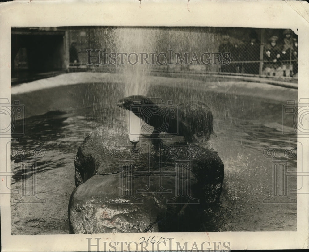 1926 Press Photo Jake the seal Central Park Zoo, warm day of spring