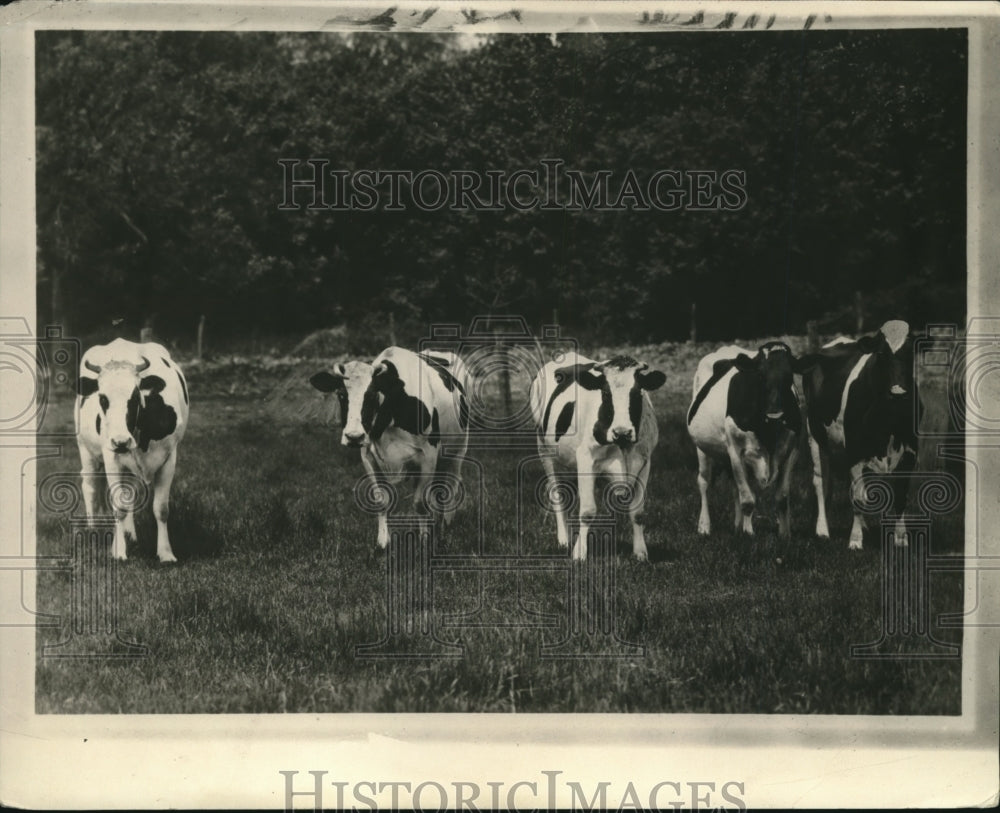 1926 Press Photo cattle at Loudens farm - nex74484