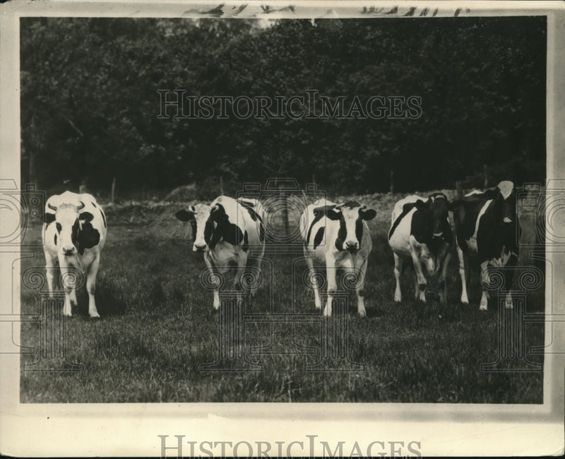Load image into Gallery viewer, 1926 Press Photo cattle at Loudens farm - nex74484
