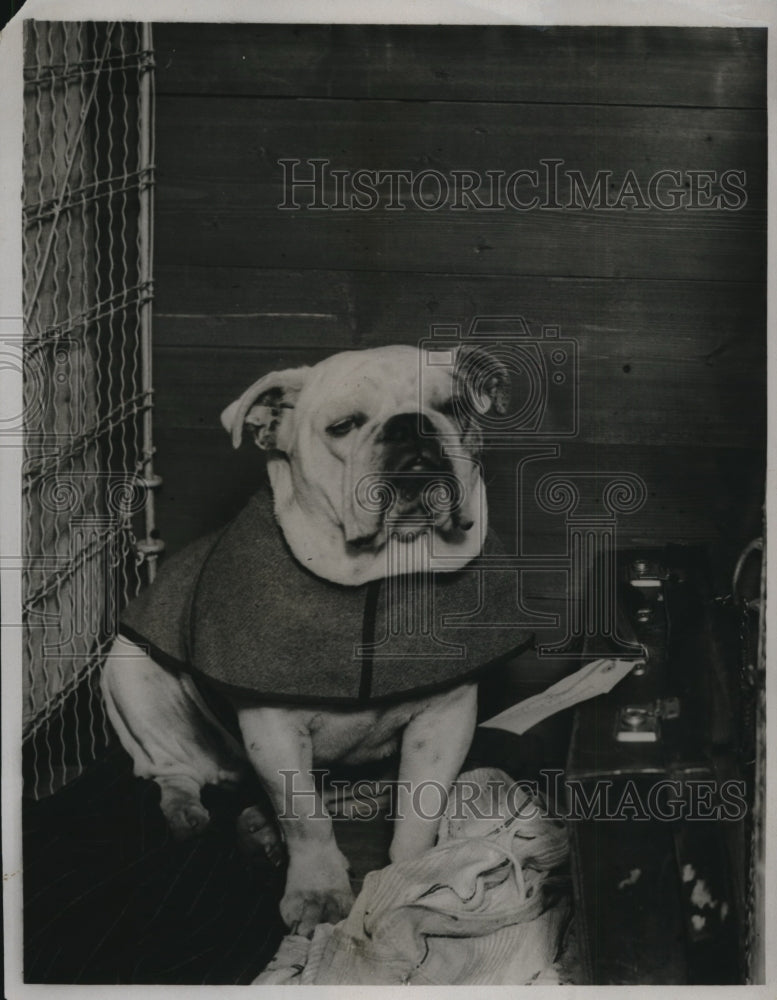 1922 Press Photo Bulldog Club show at Lambert Haths