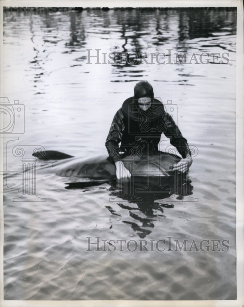 1958 Press Photo A homesick whale & a keeper at Marineland in Fla