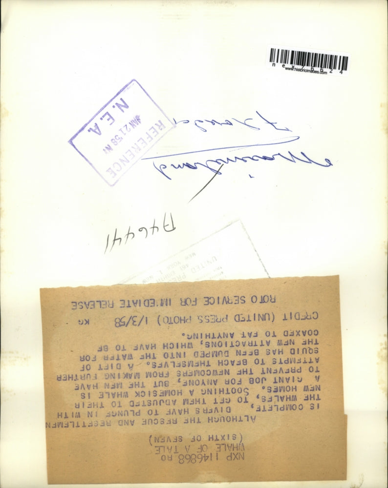 1958 Press Photo A homesick whale & a keeper at Marineland in Fla