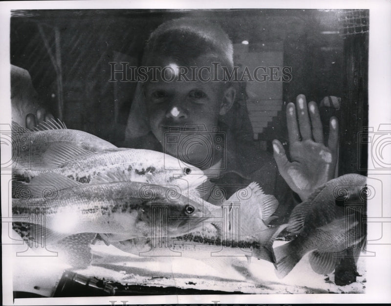Load image into Gallery viewer, 1955 Press Photo Atlanta Ga Harold Gaulding &amp; blue gill at aquarium display
