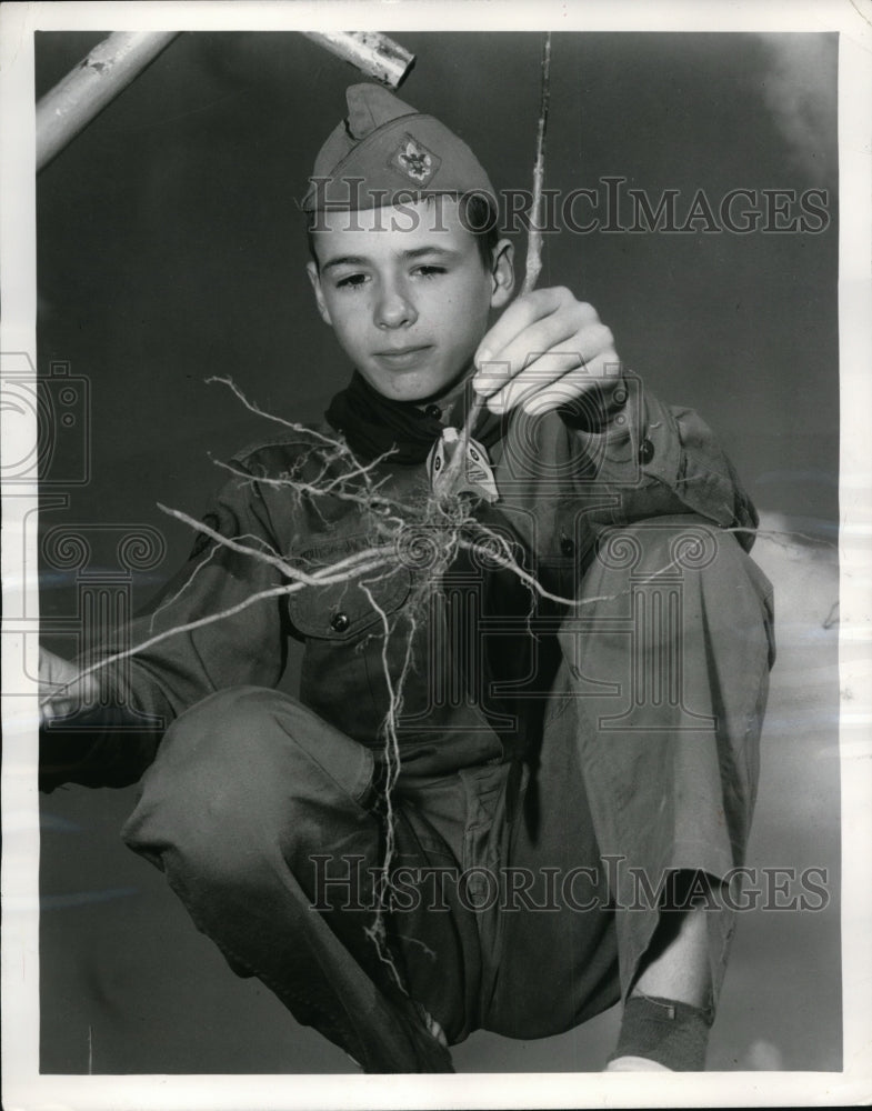 1957 Press Photo Akron Ohio Boy Scout Jimmy Johnson on Arbor day