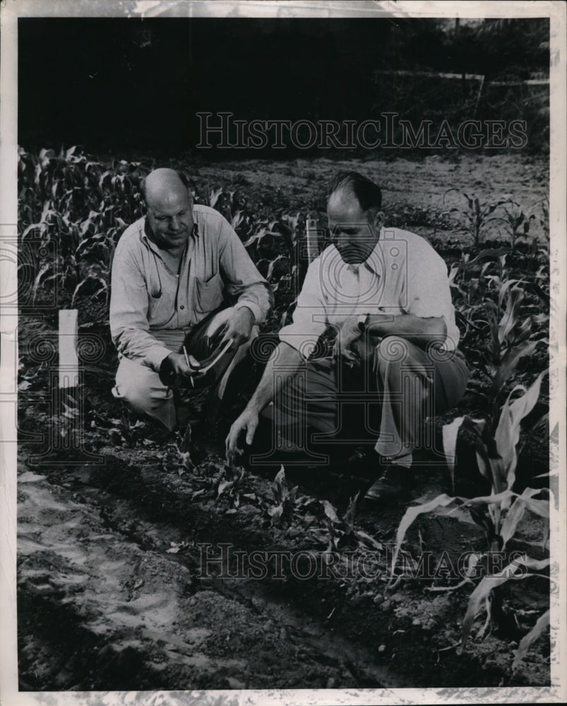 1950 Press Photo California Institute of Technology Inspecting Row of Corn
