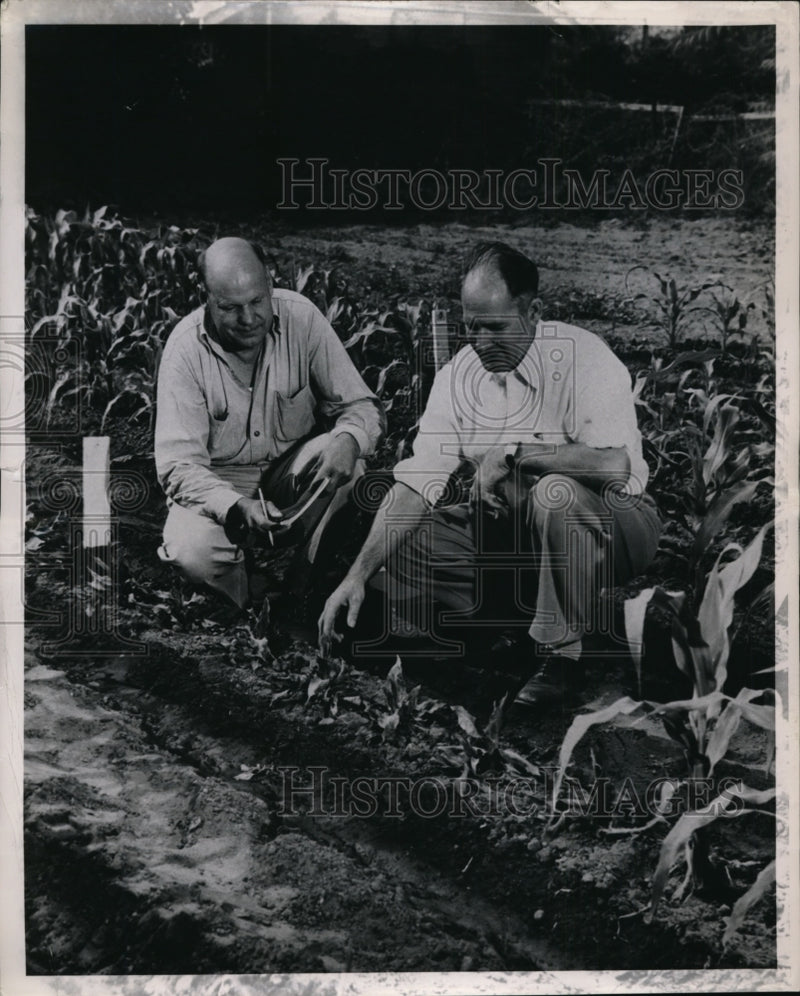 Load image into Gallery viewer, 1950 Press Photo California Institute of Technology Inspecting Row of Corn
