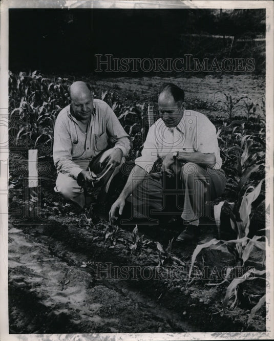 1950 Press Photo California Institute of Technology Inspecting Row of Corn