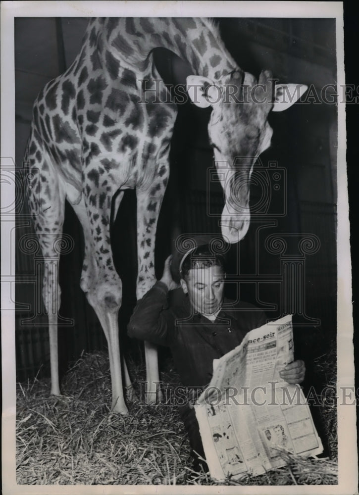 1951 Press Photo Paris Vincennes zoo giraffe & her keeper read a paper