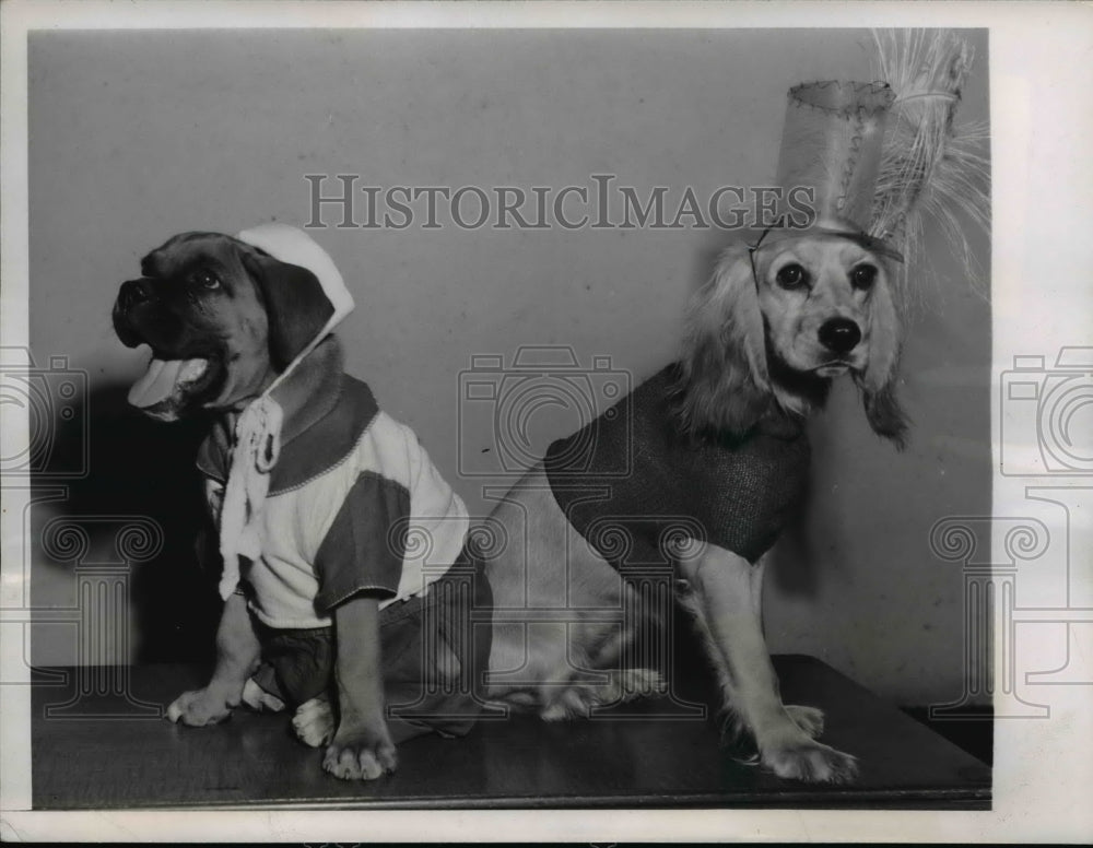 1947 Press Photo Hollywood Calif Sweater dog Duke & Topaz in knitwear