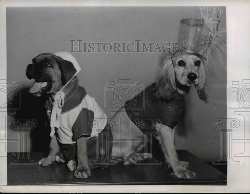 Load image into Gallery viewer, 1947 Press Photo Hollywood Calif Sweater dog Duke &amp; Topaz in knitwear
